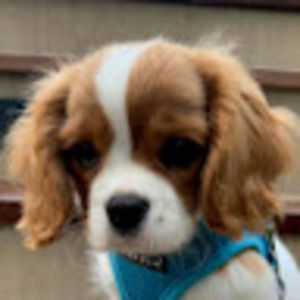 Meet your Posher, Talia